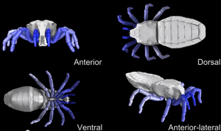 Illustration for article titled Creepy Simulation Shows How Ancient Arachnids Actually Walked
